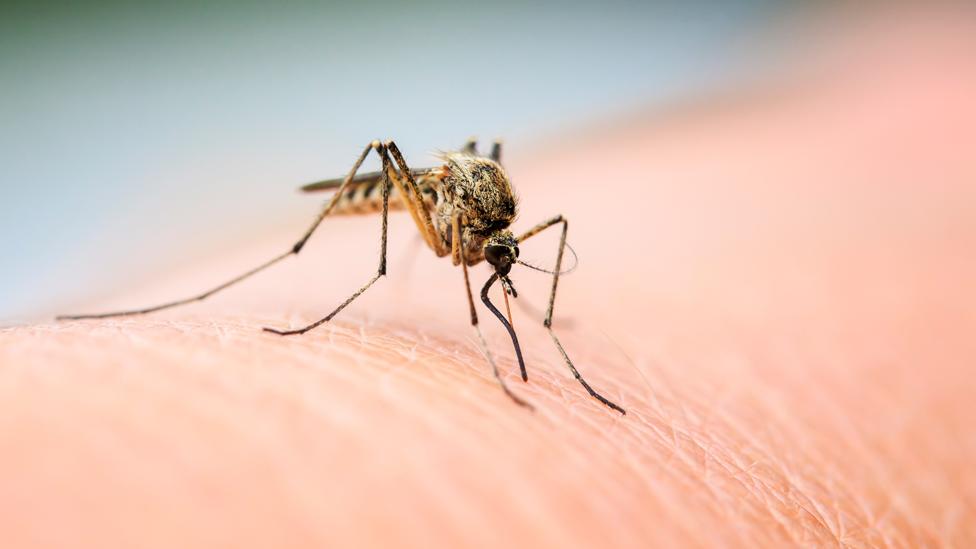 Thuốc xịt muỗi Remos – Giải pháp an toàn giúp muỗi tránh xa bạn