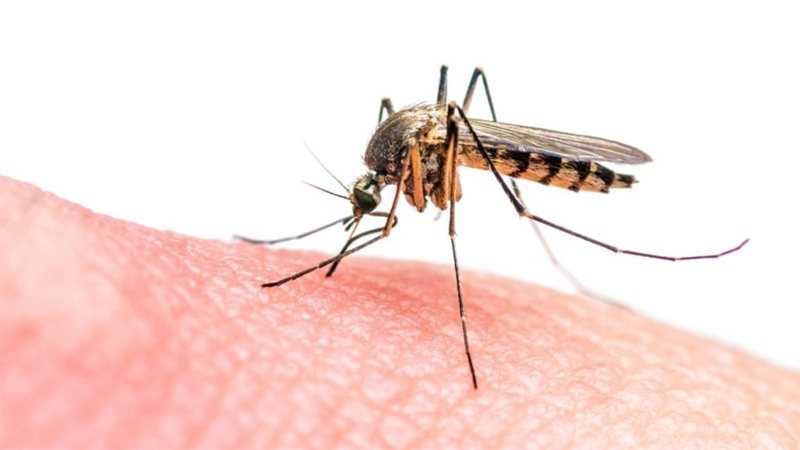 Remos chống muỗi – Kẻ thù của loài muỗi